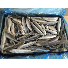 Poisson Frozen Tuna Bonito Fish